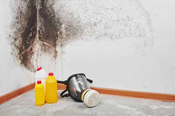Best Mold Removal Process  in Milltown, NJ