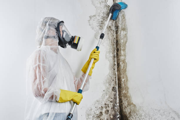 Crawl Space Mold Removal in Milltown, NJ