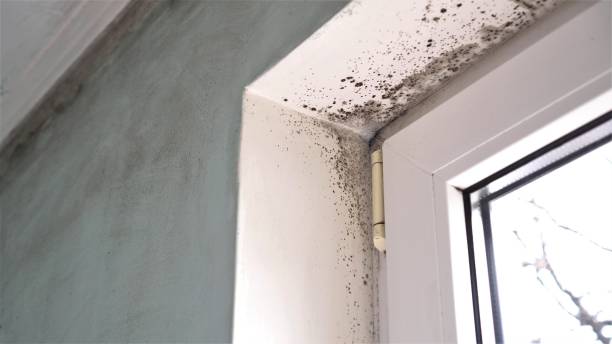 Best Commercial Mold Removal  in Milltown, NJ