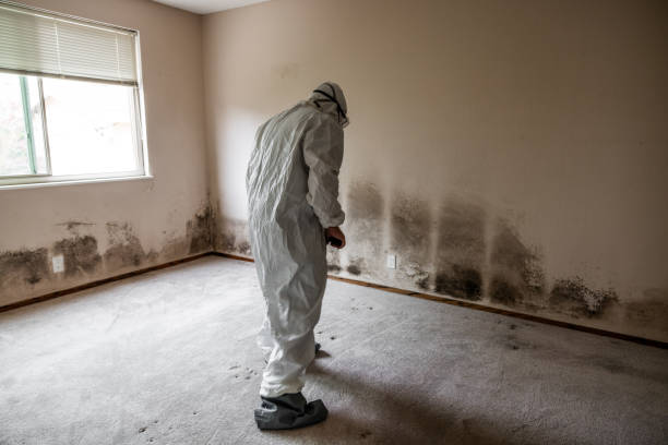 Mold Removal and Inspection in Milltown, NJ