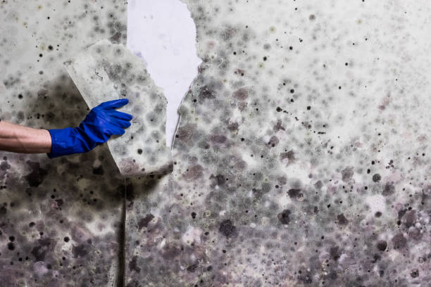 Best Fast Mold Removal  in Milltown, NJ