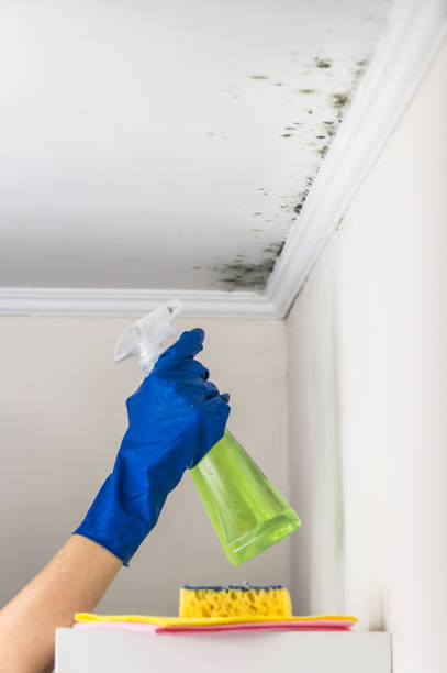 Best Water Damage Restoration  in Milltown, NJ