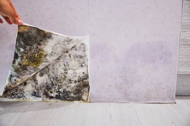 Home Mold Removal in Milltown, NJ